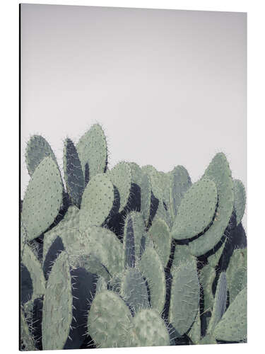 Aluminiumsbilde Cacti on grey