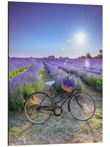 Tableau en aluminium Balade à vélo dans un champ de lavande