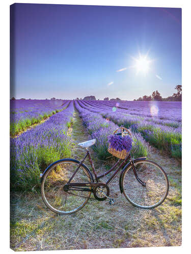 Canvas print A bicycle at the lavender field