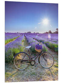 Foam board print A bicycle at the lavender field