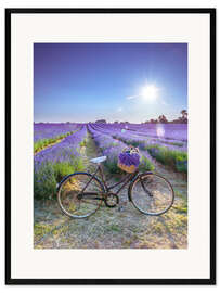 Gerahmter Kunstdruck Ein Fahrrad am Lavendelfeld