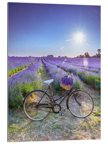 Quadro em plexi-alumínio A bicycle at the lavender field