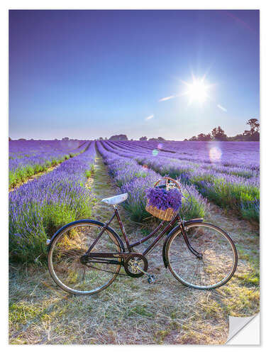 Selvklæbende plakat A bicycle at the lavender field