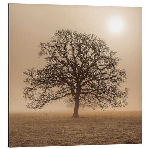 Tableau en aluminium Arbre dans le brouillard