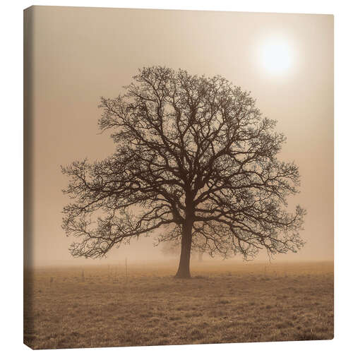 Tableau sur toile Arbre dans le brouillard