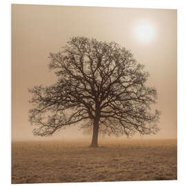 Tableau en PVC Arbre dans le brouillard