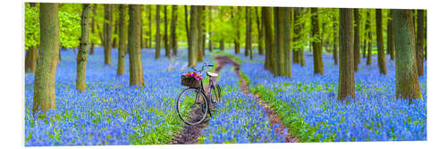 Foam board print Bluebell Forest Stroll