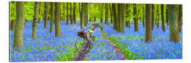 Gallery print Bluebell Forest Stroll