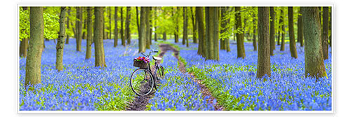 Poster Bluebell Forest Spaziergang