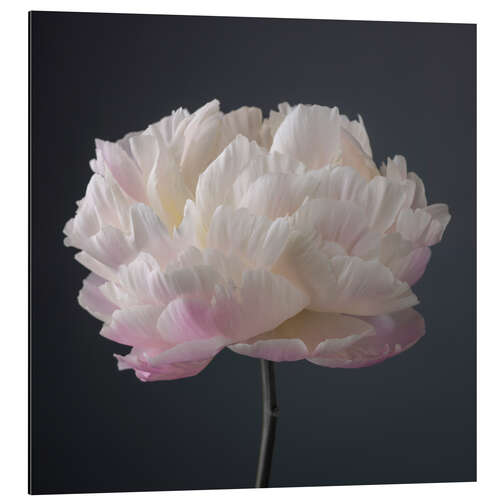 Tableau en aluminium Pivoine sur fond noir