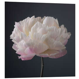 Foam board print Pink-white Peony