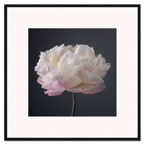 Kehystetty taidepainatus Pink-white Peony