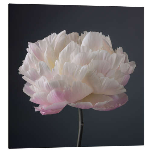 Gallery print Pink-white Peony