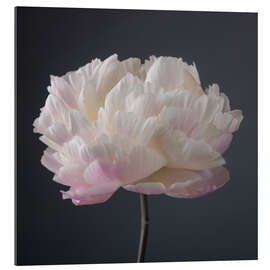 Gallery print Pink-white Peony