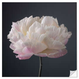 Wall sticker Pink-white Peony