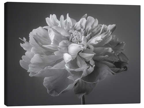 Canvas print Peony b/w II