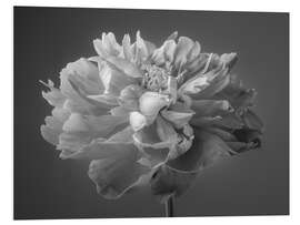 Foam board print Peony b/w II