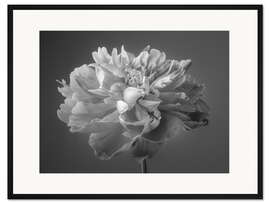 Gerahmter Kunstdruck Pfingstrose s/w II