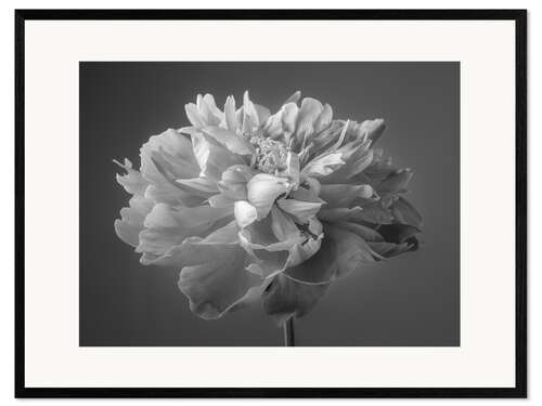 Framed art print Peony b/w II