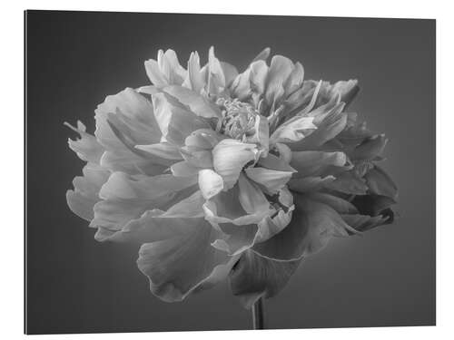 Gallery print Peony b/w II