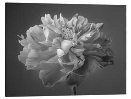 Magnettafel Pfingstrose s/w II