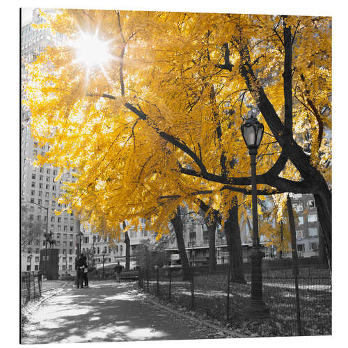 Aluminium print Yellow tree in New York II