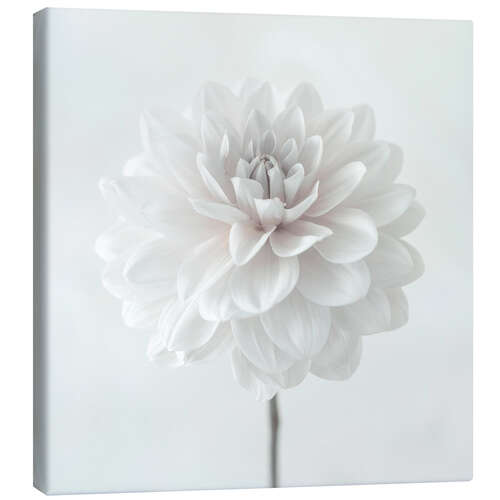 Canvastavla Dahlia, white on white