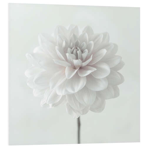 Foam board print Dahlia, white on white