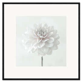 Impression artistique encadrée Dahlia, white on white