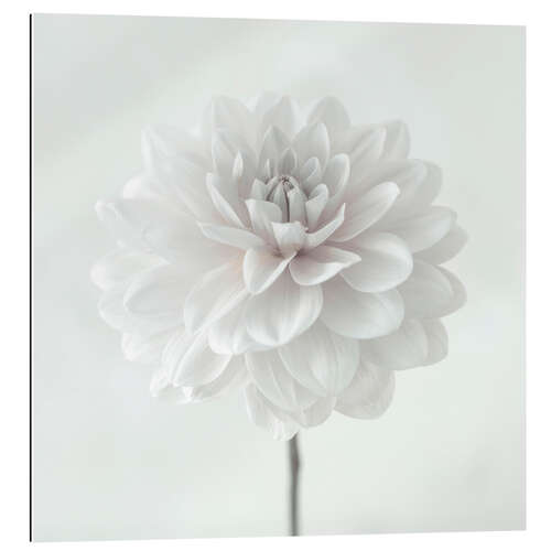 Gallery print Dahlia, white on white