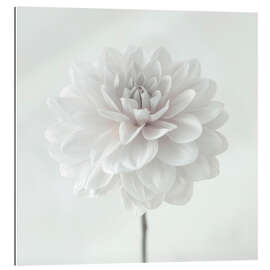 Gallery print Dahlia, white on white