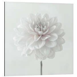 Magnettafel Dahlie, weiß auf weiß