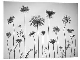 Akrylbilde Cow parsley, b/w