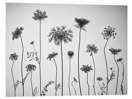 Foam board print Cow parsley, b/w