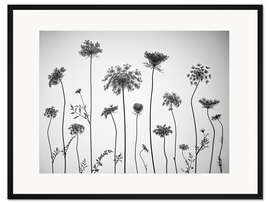 Gerahmter Kunstdruck Kuhpetersilie, s/w