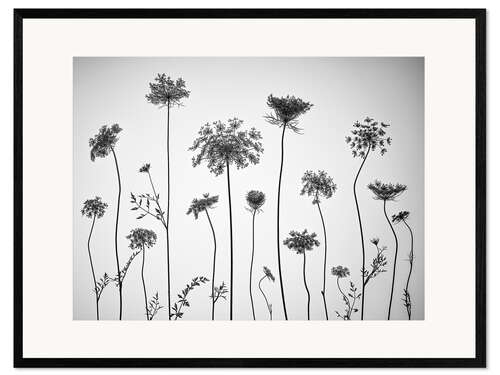 Framed art print Cow parsley, b/w