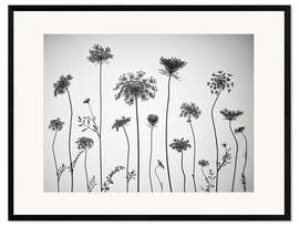Kehystetty taidepainatus Cow parsley, b/w