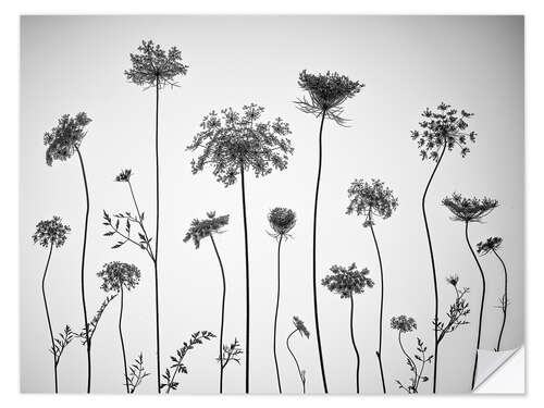 Wall sticker Cow parsley, b/w