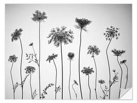 Naklejka na ścianę Cow parsley, b/w