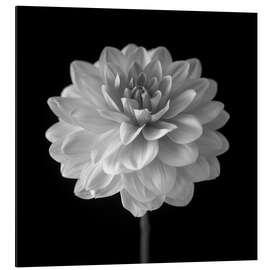 Cuadro de aluminio Dahlia, white on black