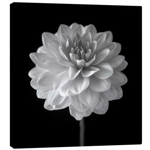 Canvas print Dahlia, white on black