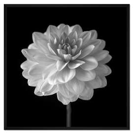 Gerahmter Kunstdruck Dahlie, weiß auf schwarz
