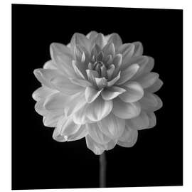 Foam board print Dahlia, white on black