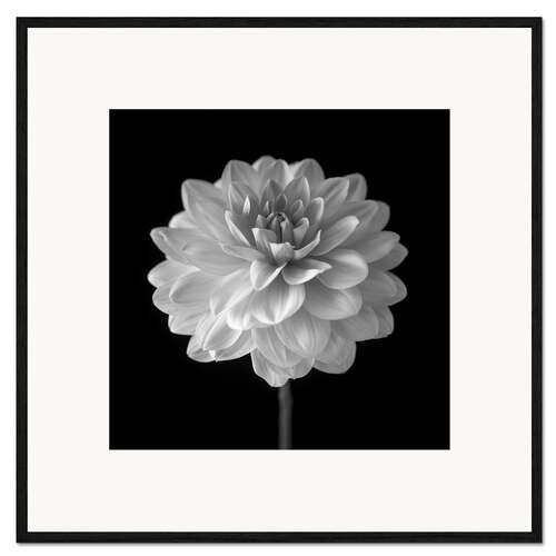 Framed art print Dahlia, white on black