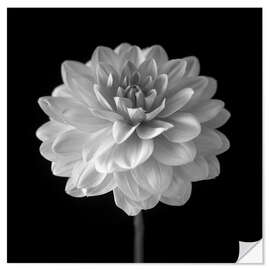 Sticker mural Dahlia, white on black