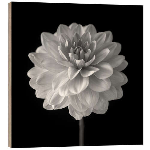 Stampa su legno Dahlia, white on black