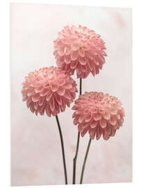 Foam board print Three pink Dahlias