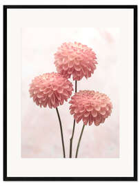 Inramat konsttryck Three pink Dahlias