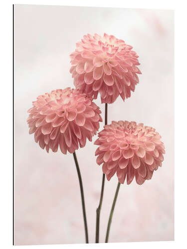 Gallery print Three pink Dahlias