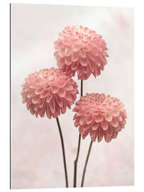 Gallery print Three pink Dahlias